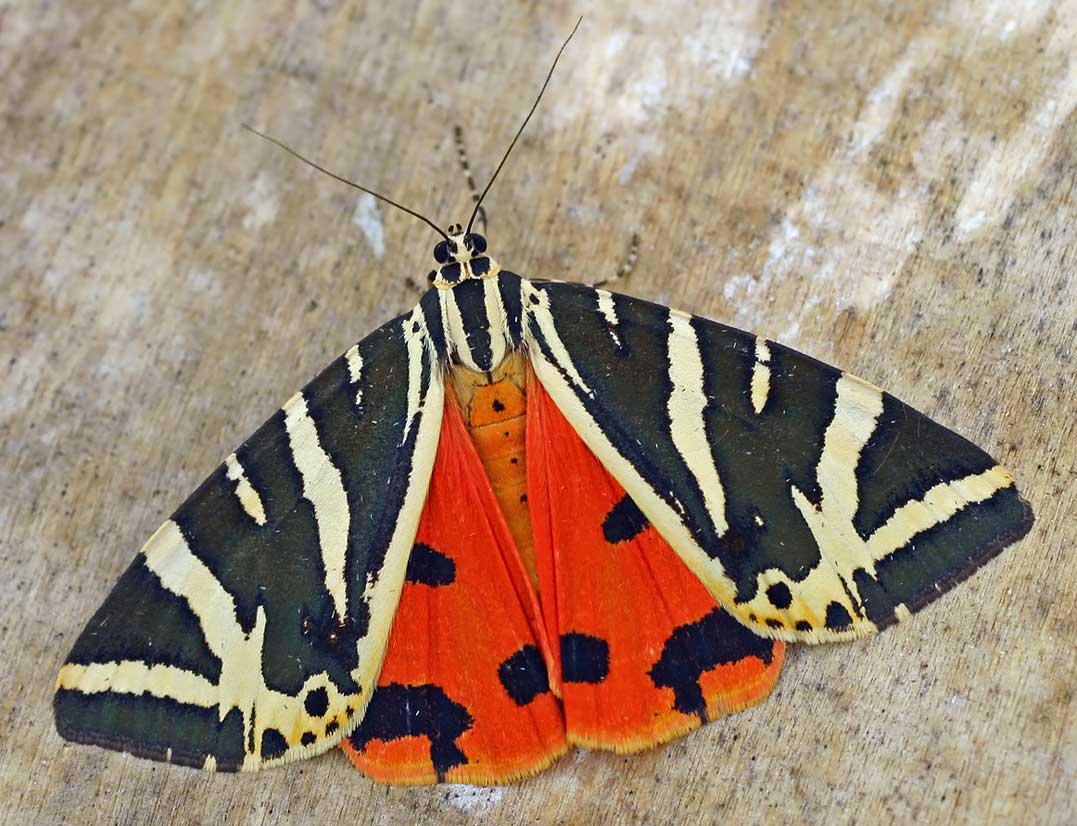 Jersey Tiger Moth (E.quadripunctaria) World of Butterflies and Moths