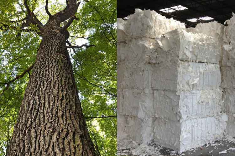 Difference between pulp made from hard wood and soft wood Woditex
