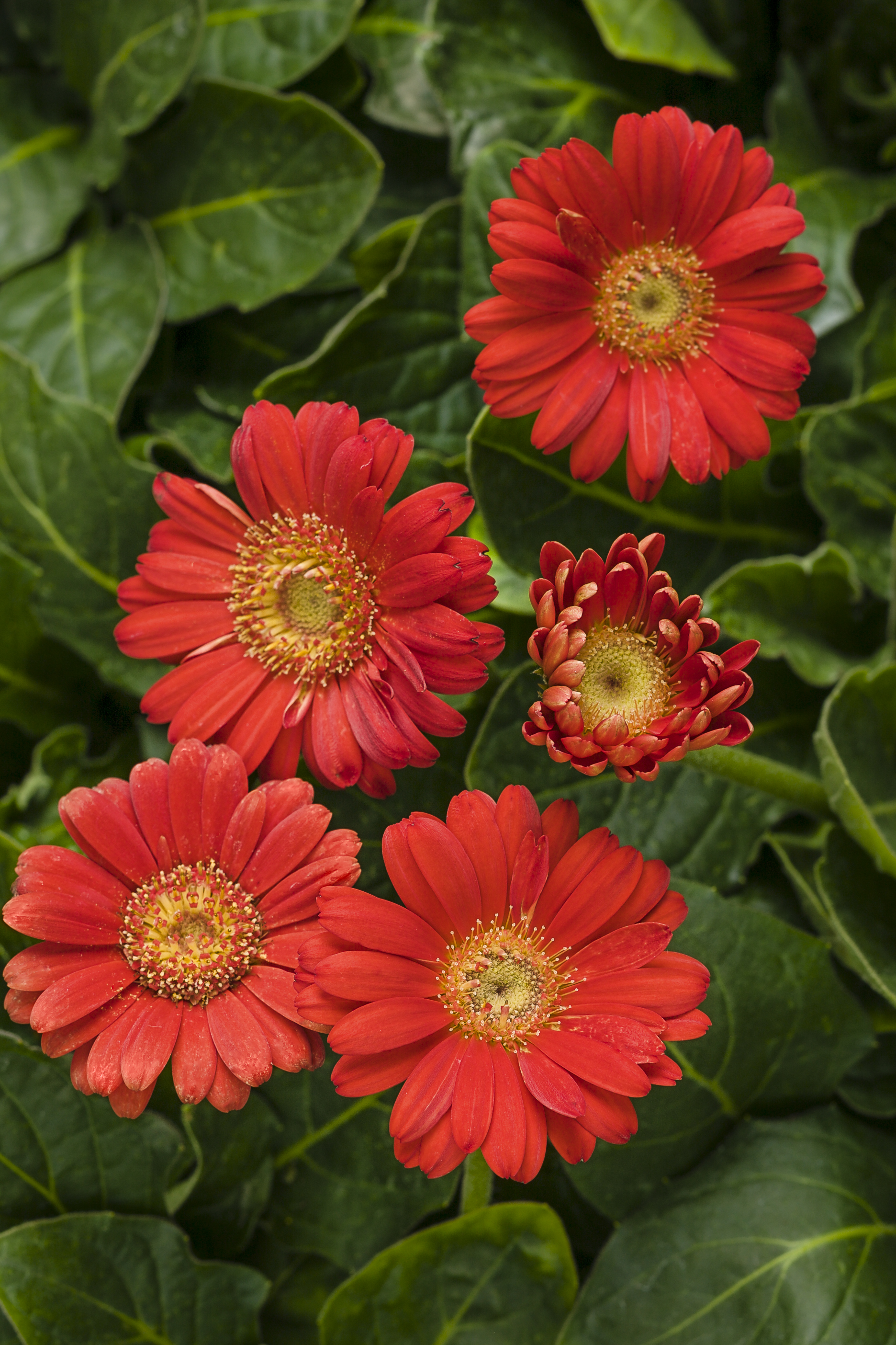 Annuals Landscaping MaterialSaint CharlesWentzvilleWorld Outdoor