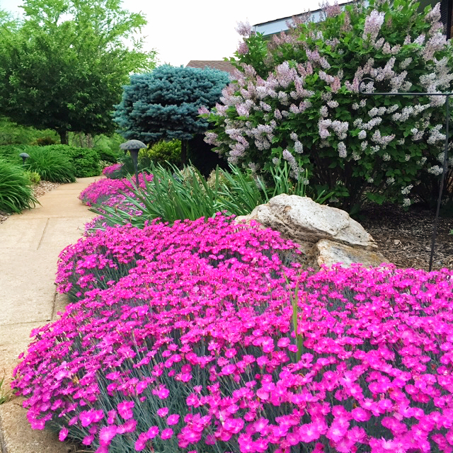 Perennials Landscaping MaterialSaint CharlesWentzvilleWorld