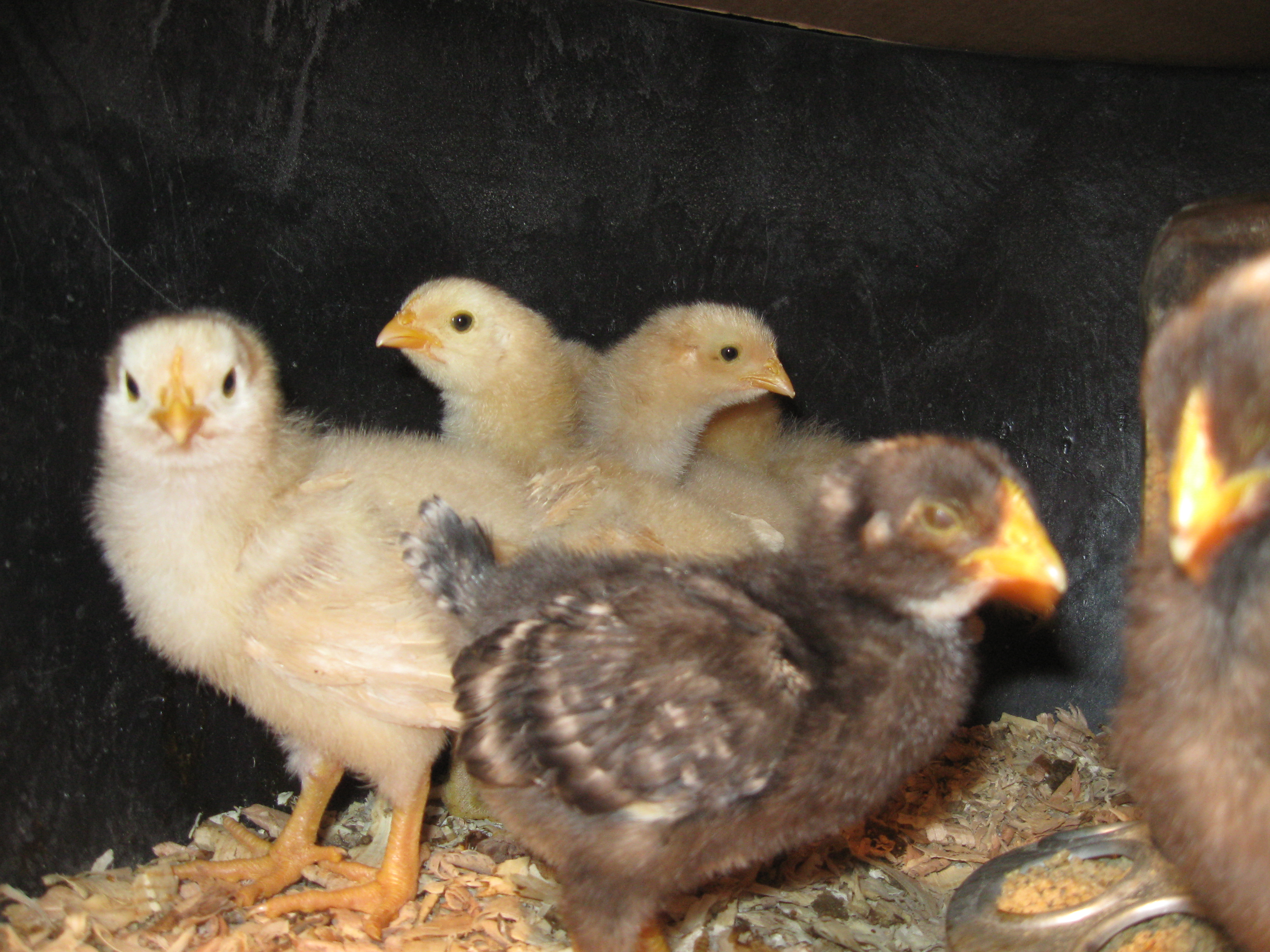 Baby Chicks as they grow Up! Rural North Carolina
