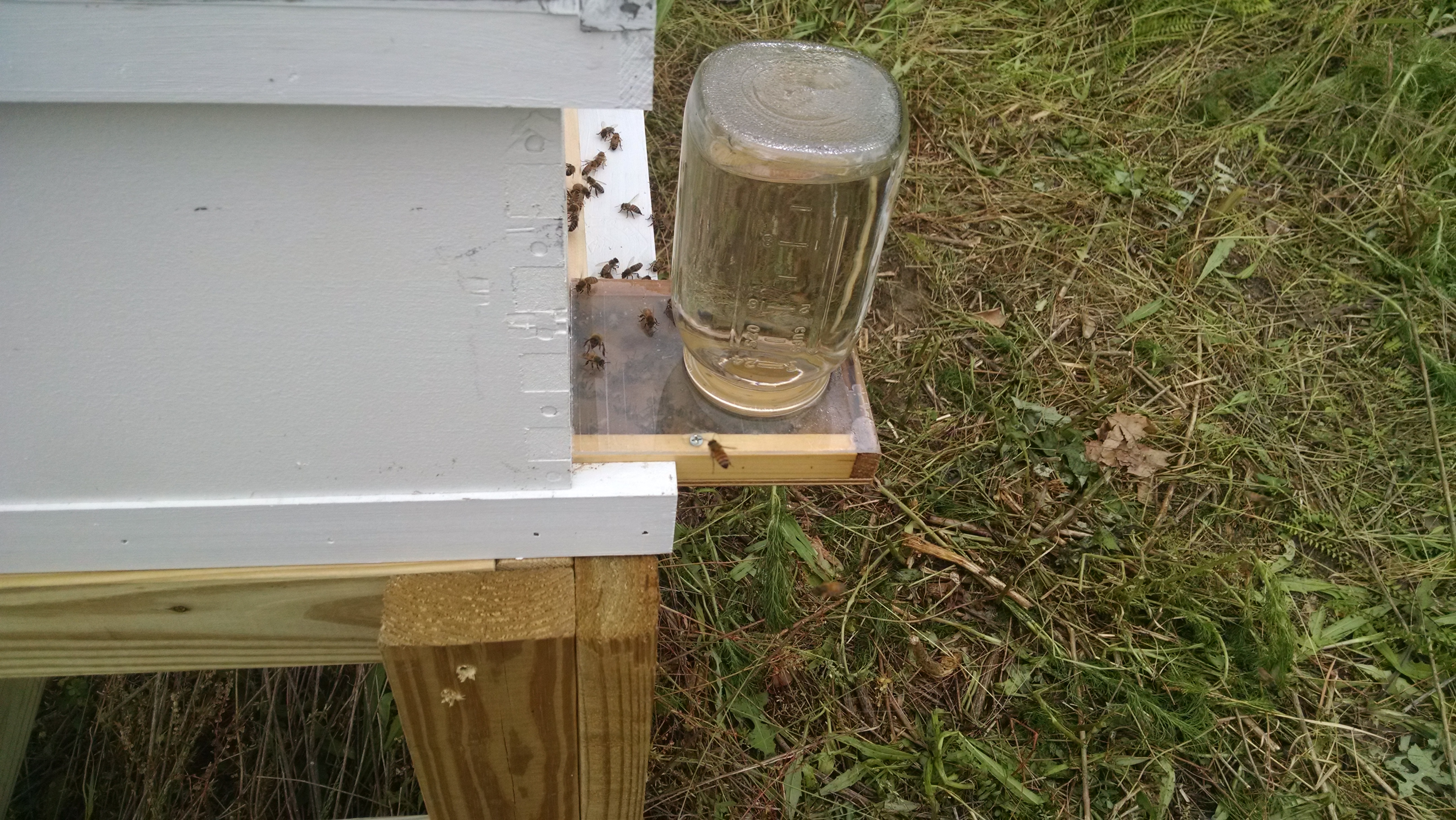Honey bees! Rural North Carolina