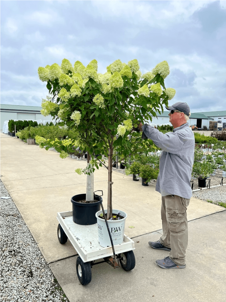 Returns & Guarantee Policies from Woldhuis Farms Sunrise Greenhouse