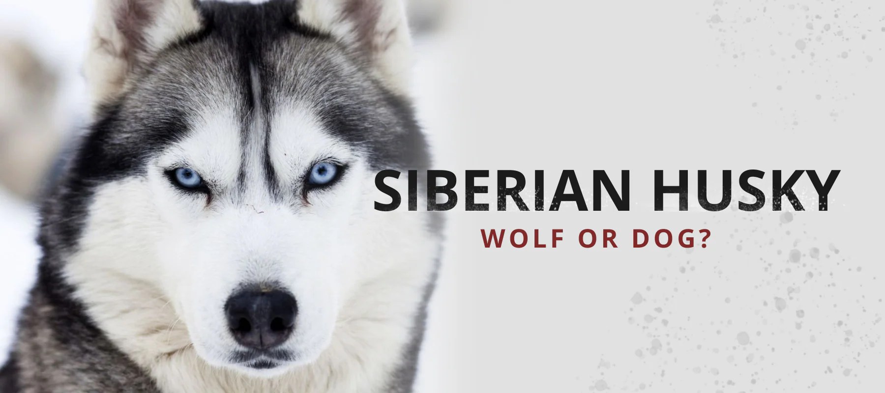 Are Siberian Huskies Close To Wolves