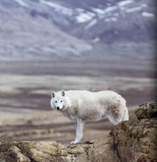 International Wolf Center » Blog Archive » Nunavut