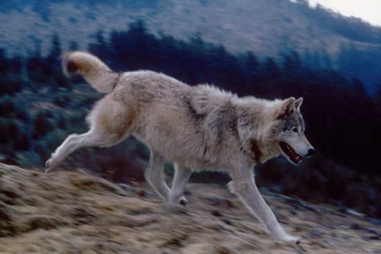 Fun Wolf Facts International Wolf Center