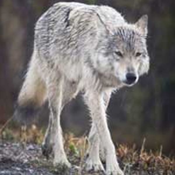 Canada International Wolf Center