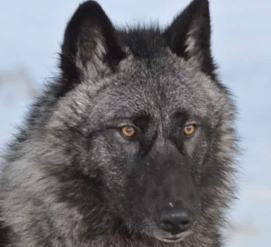 Rare Colored Wolf