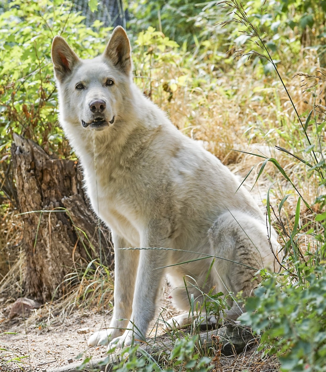 How Much Does A Wolf Puppy Cost Wolves Wolfdogs As Pets Saint Francis