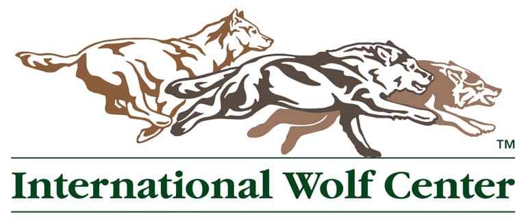 wildlife internships summer 2023 Summer Intern Job Description 2023 International Wolf Center