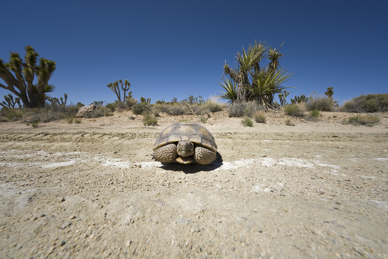 How Do Dogs Help With Desert Tortoise Conservation? The Wolf Center