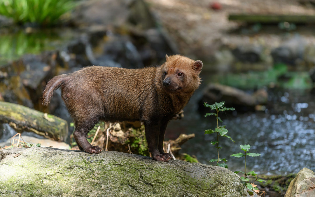 How Do Dogs Help With Bush Dog Conservation? The Wolf Center