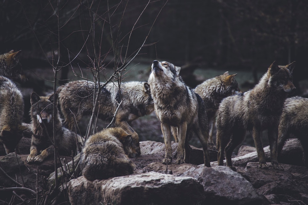 How Does Hunting Affect Wolf Packs? The Wolf Center
