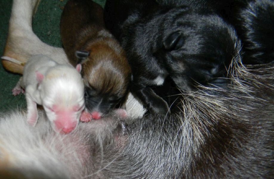 Can Puppies Be Born Premature