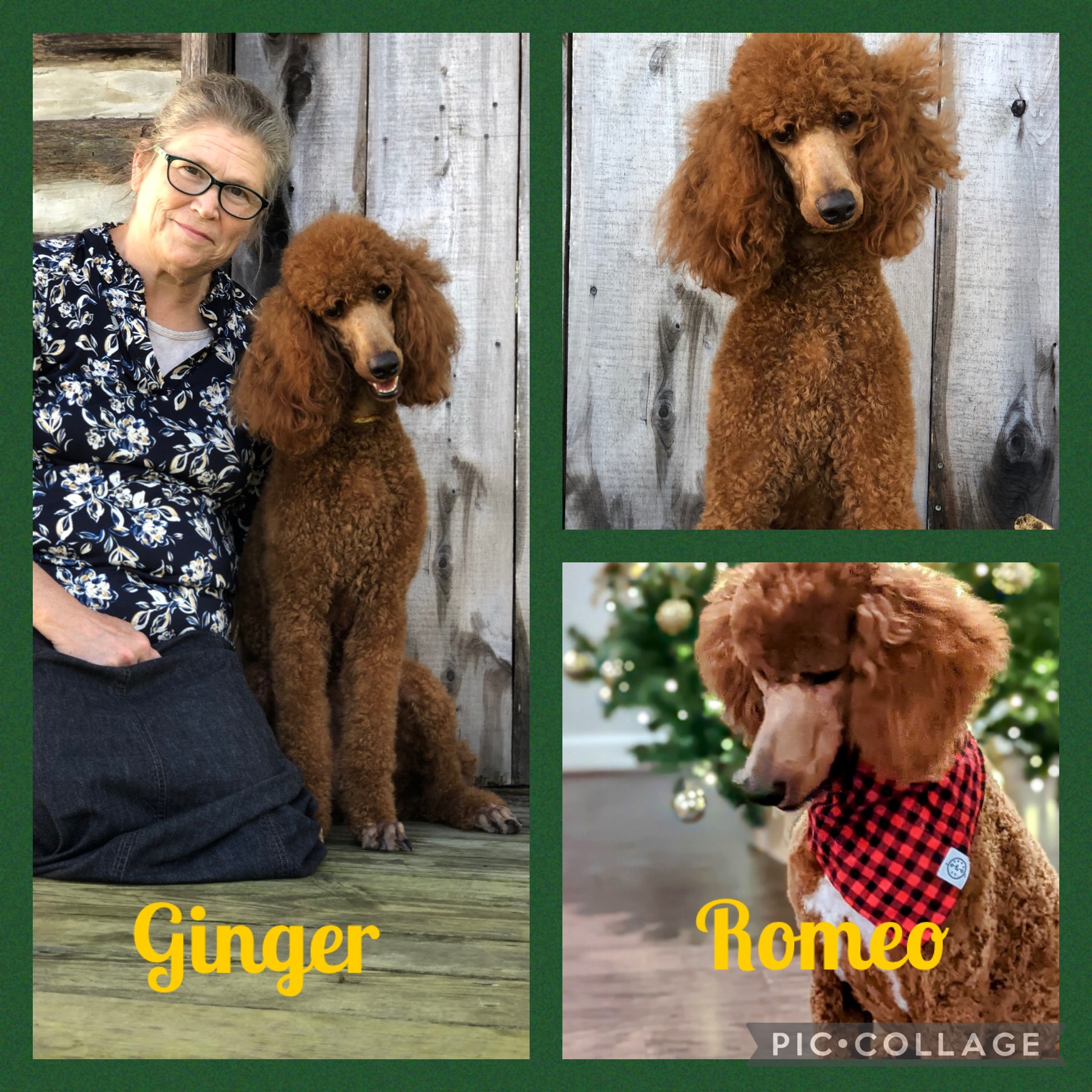 Exciting News! Red Standard Poodle Puppies on the way!! Wolfe Island