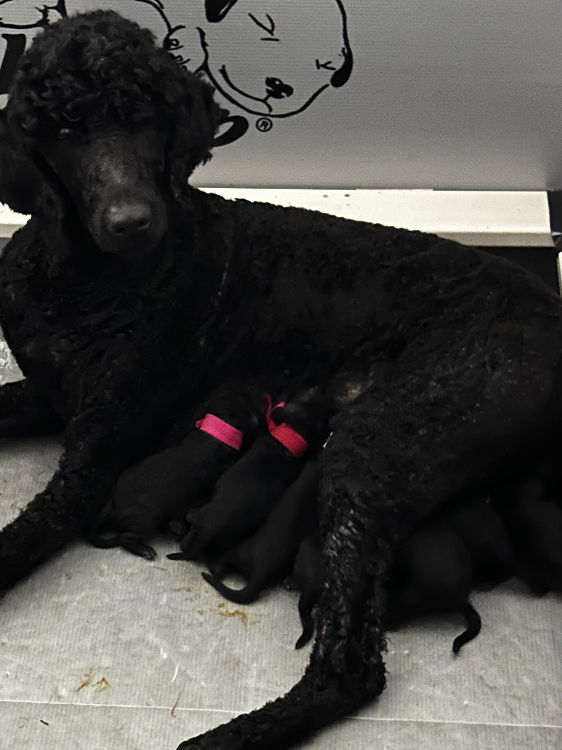 Exciting News!!! Our stunning black AKC standard poodle babies are here