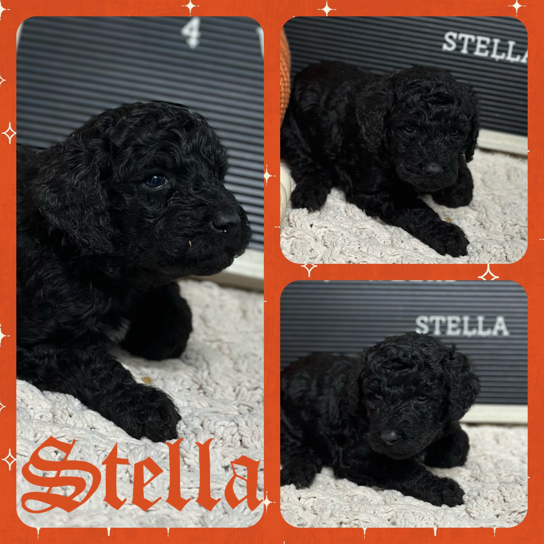 Puppies, puppies, puppies!!!! Wolfe Island Poodles