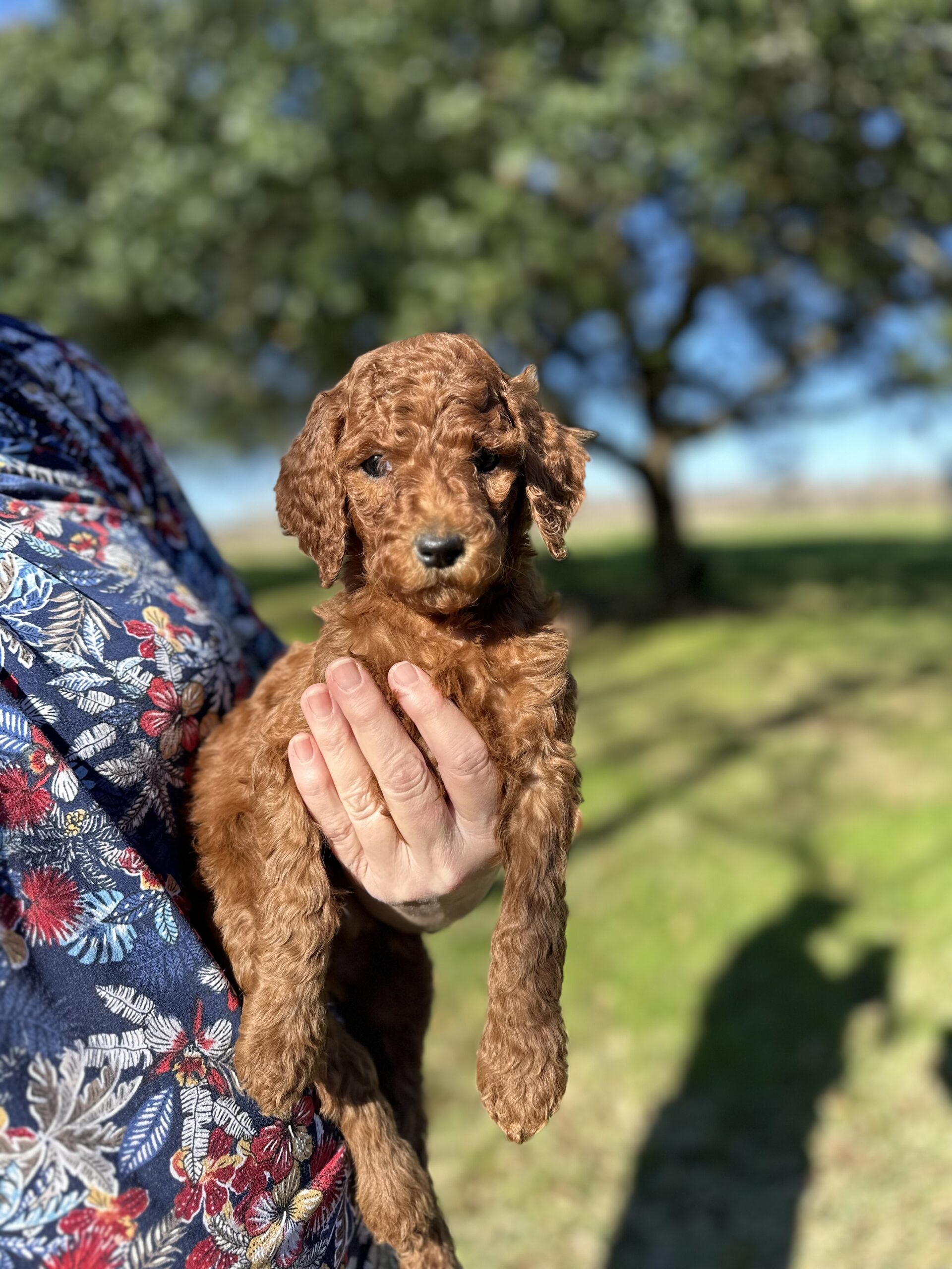 Available Puppies Wolfe Island Poodles