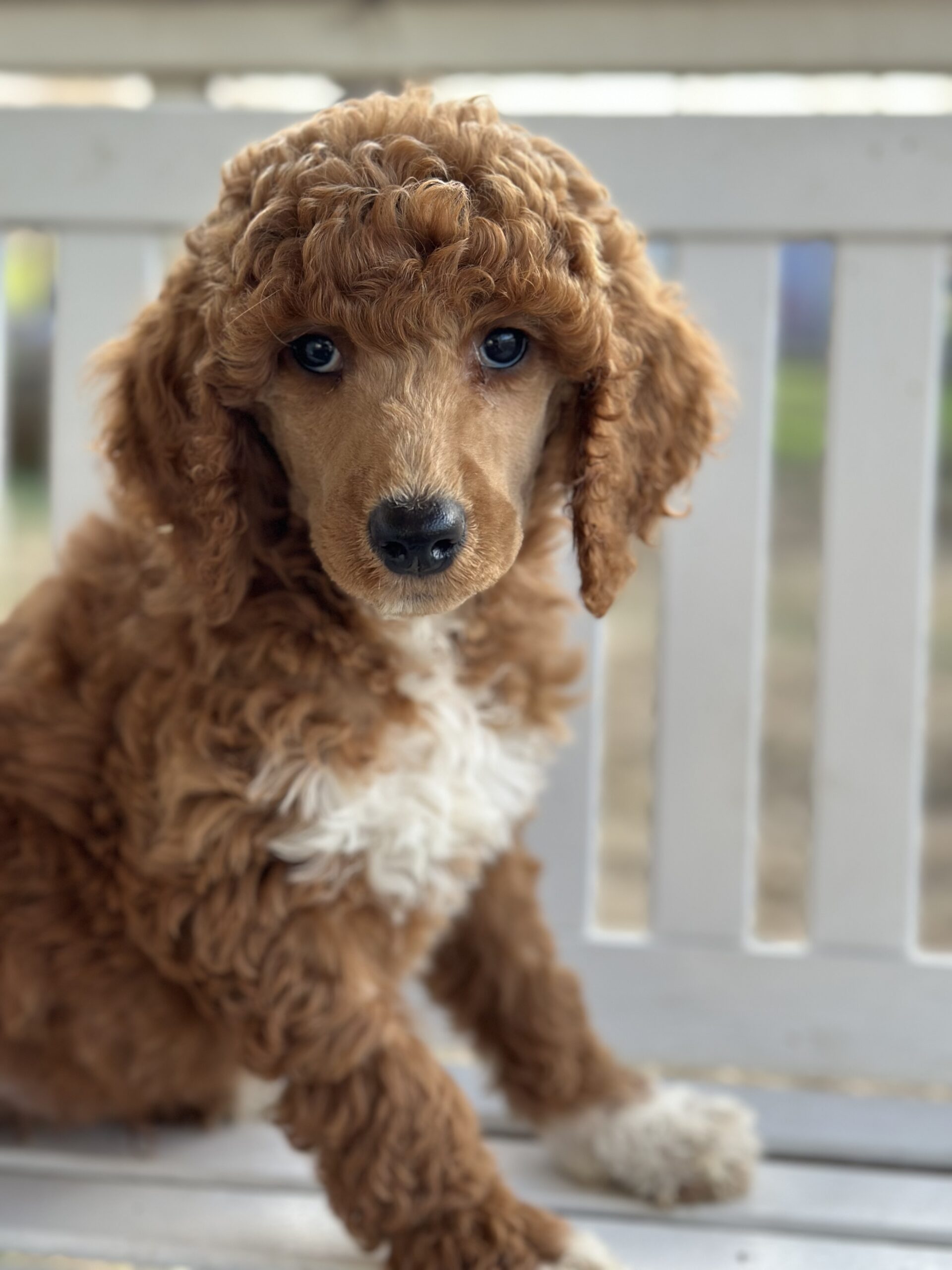 Available Puppies Wolfe Island Poodles