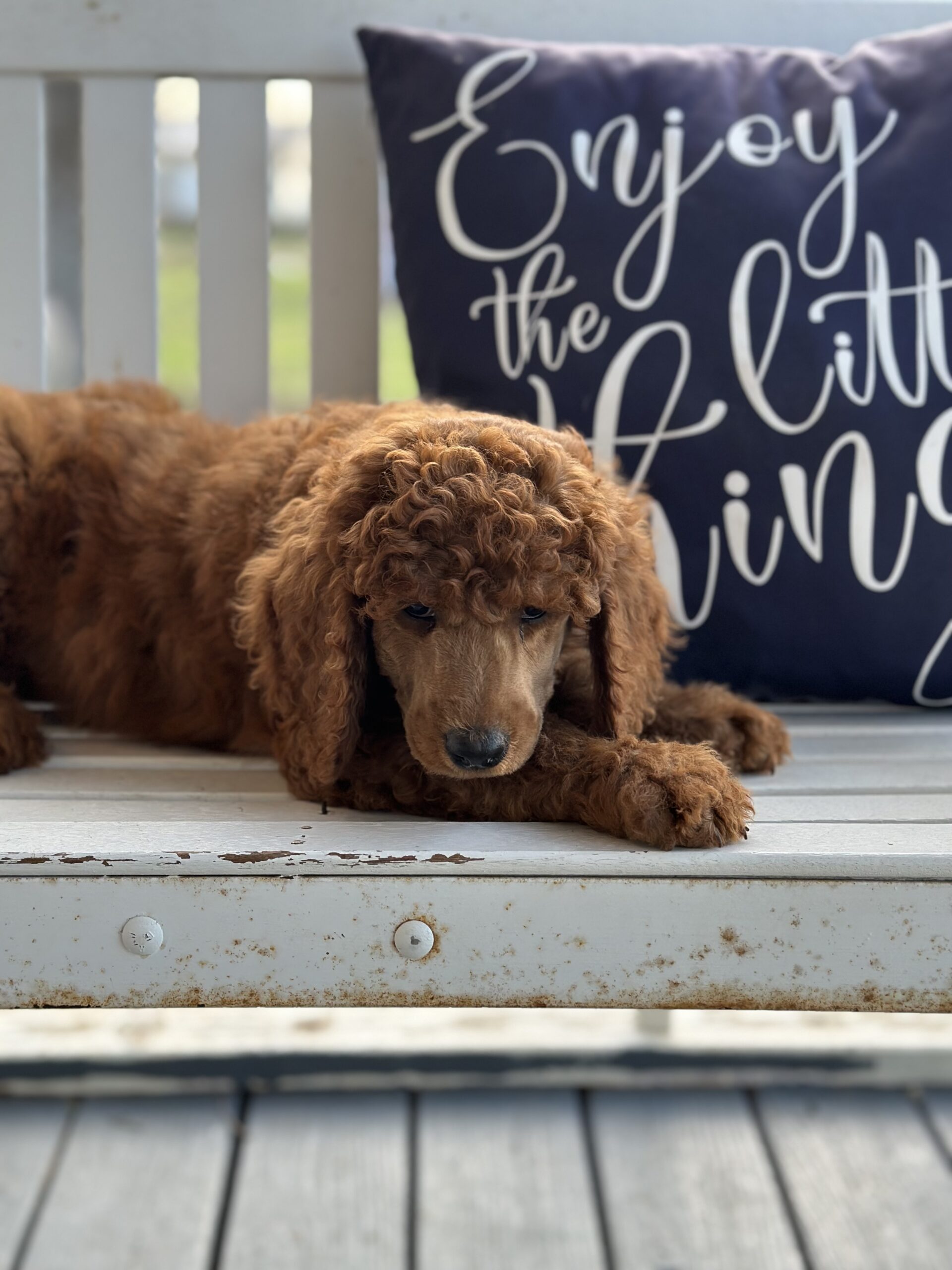 Available Puppies Wolfe Island Poodles