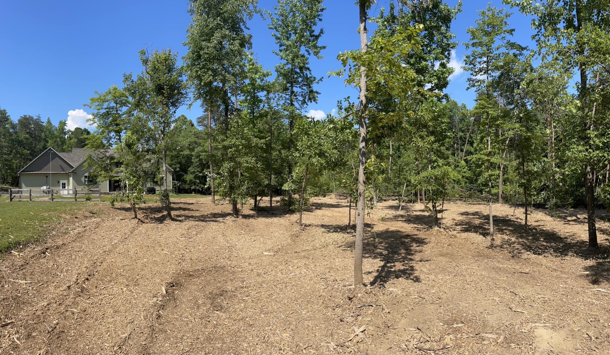 Before and After Photos Wolfe Forestry Mulching