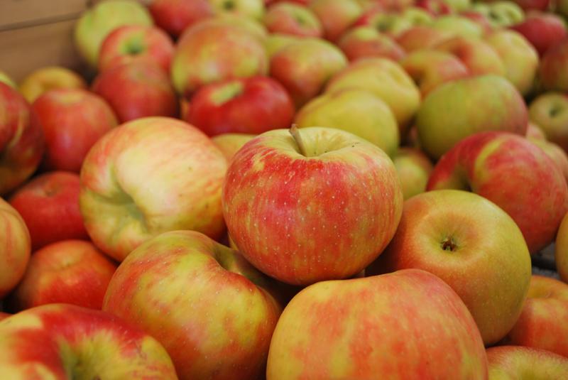 Sweet + Crunchy = Honeycrisp Apples Wolff's Apple House