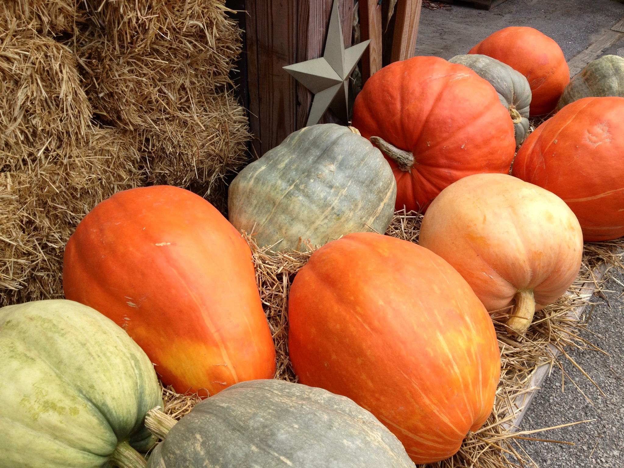 Food or Decoration? Here's Our Heirloom Pumpkin Advice Wolff's Apple