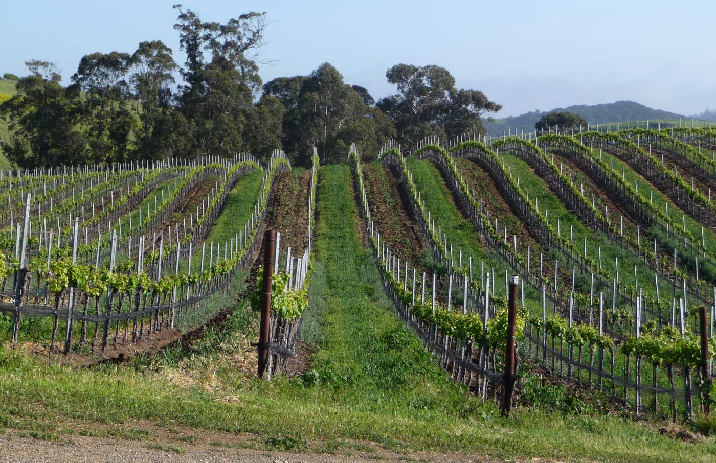 Wolff Vineyards Producers of fine Edna Valley Estate Grown Chardonnay, Pinot Noir, Teroldego