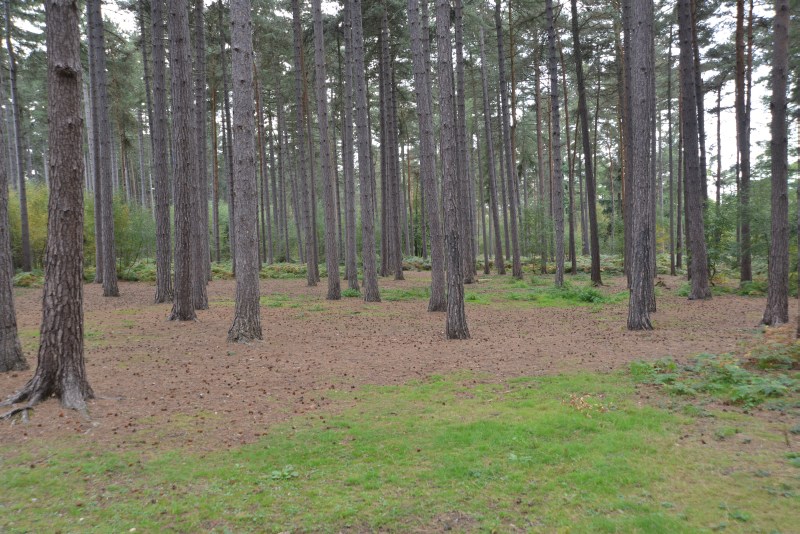 Harry Potter Black Park Wolfgangs Filmlocationguide