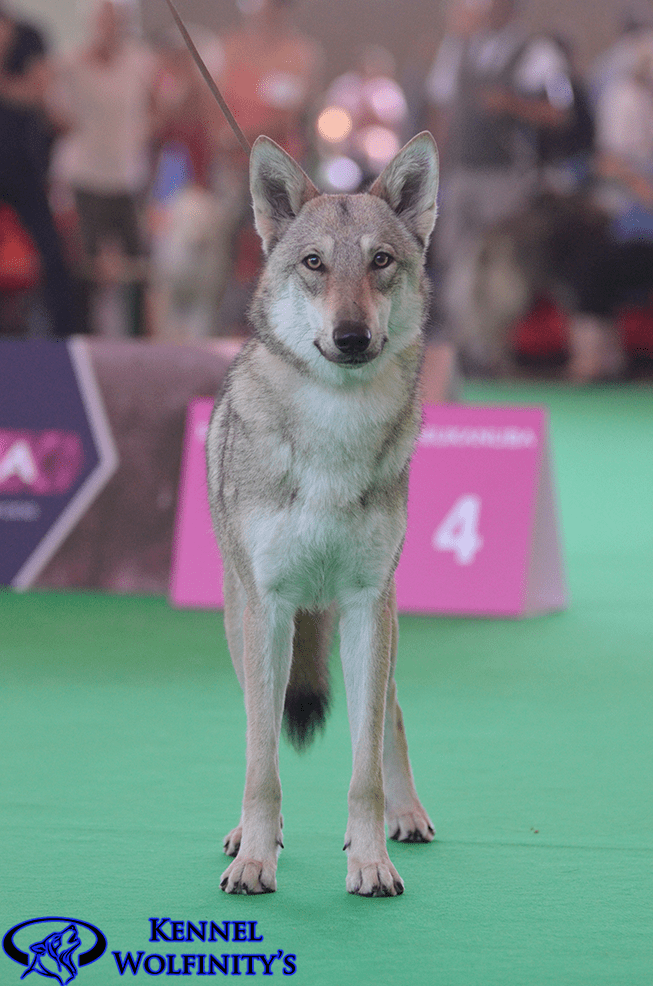 World Dog Show Amsterdam, Netherlands 10.8.2018 Kennel