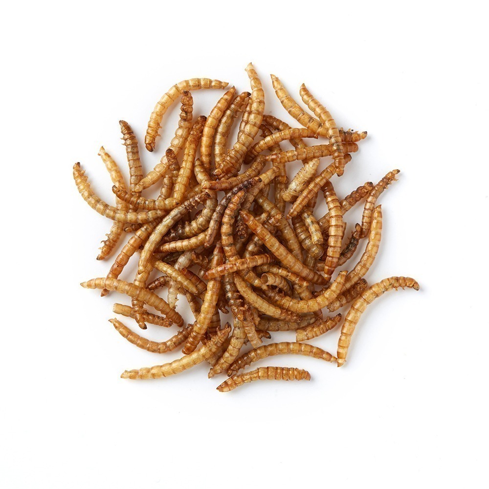 Mealworms Wolfit. The Pet Shop in Tunbridge Wells and Pet Shop in