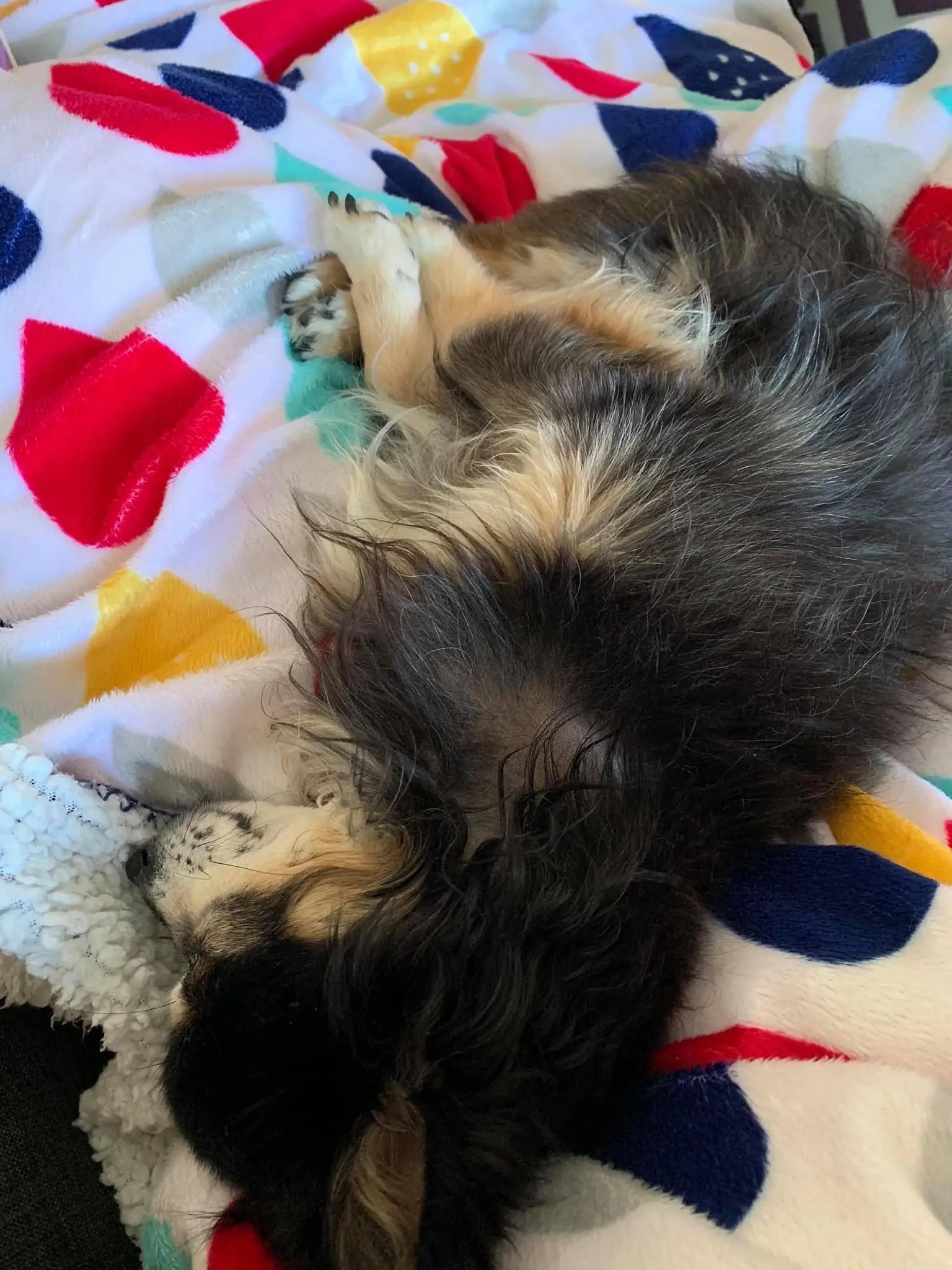 Wolfit Box Paw Lickin' Chicken Healthy Dog Food Perth