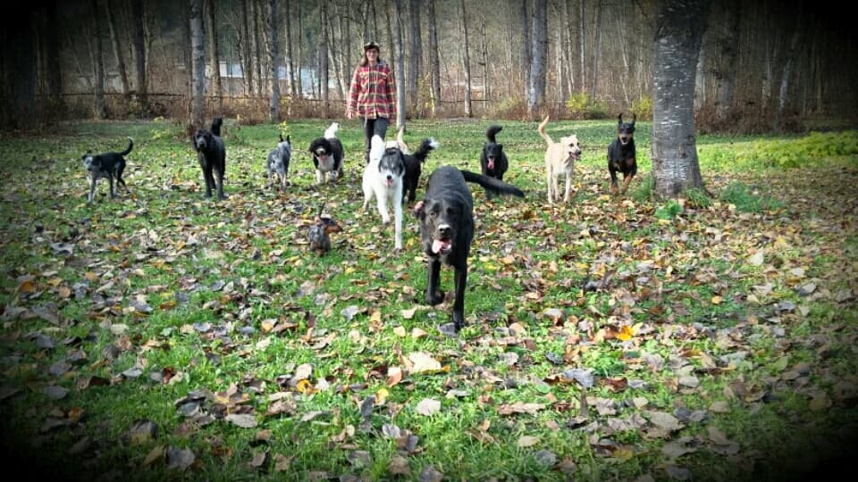 Wolfpack Dog training
