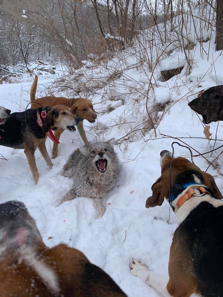 Coyote Hunting with Hounds is Legalized DogFighting Wolf Patrol