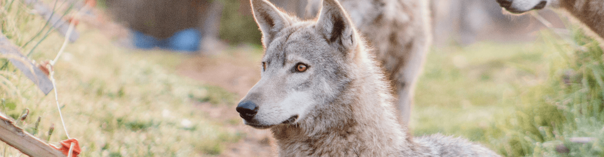 Tsitsikamma Wolf Sanctuary Volunteer Program Work with Grey Wolves