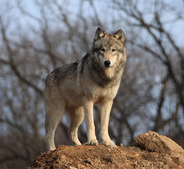 A Treasure Awaits at the Wolf Sanctuary of PA Come Visit Us!