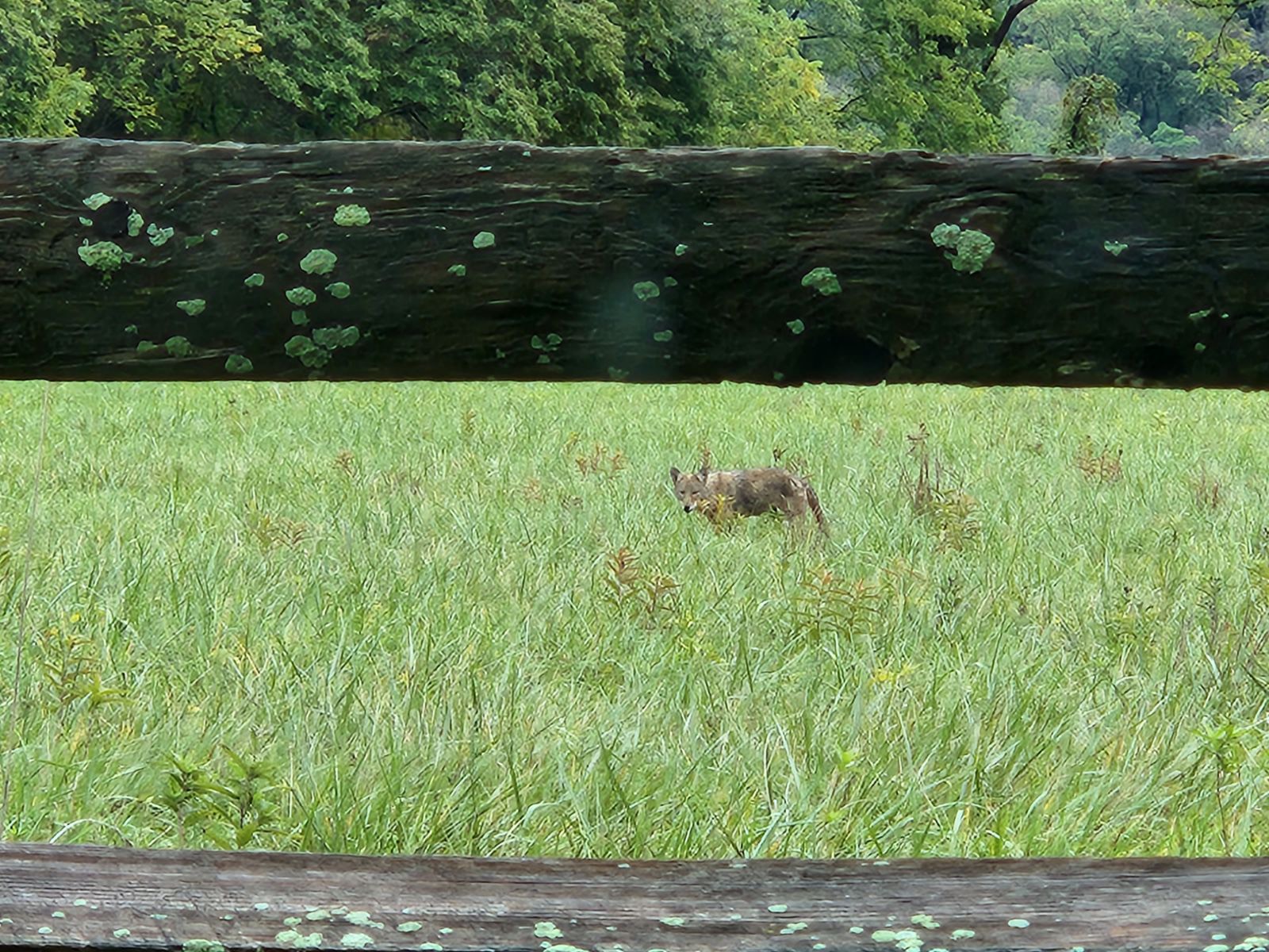 Are There Wolves in Pennsylvania? Wolf Sanctuary of PA