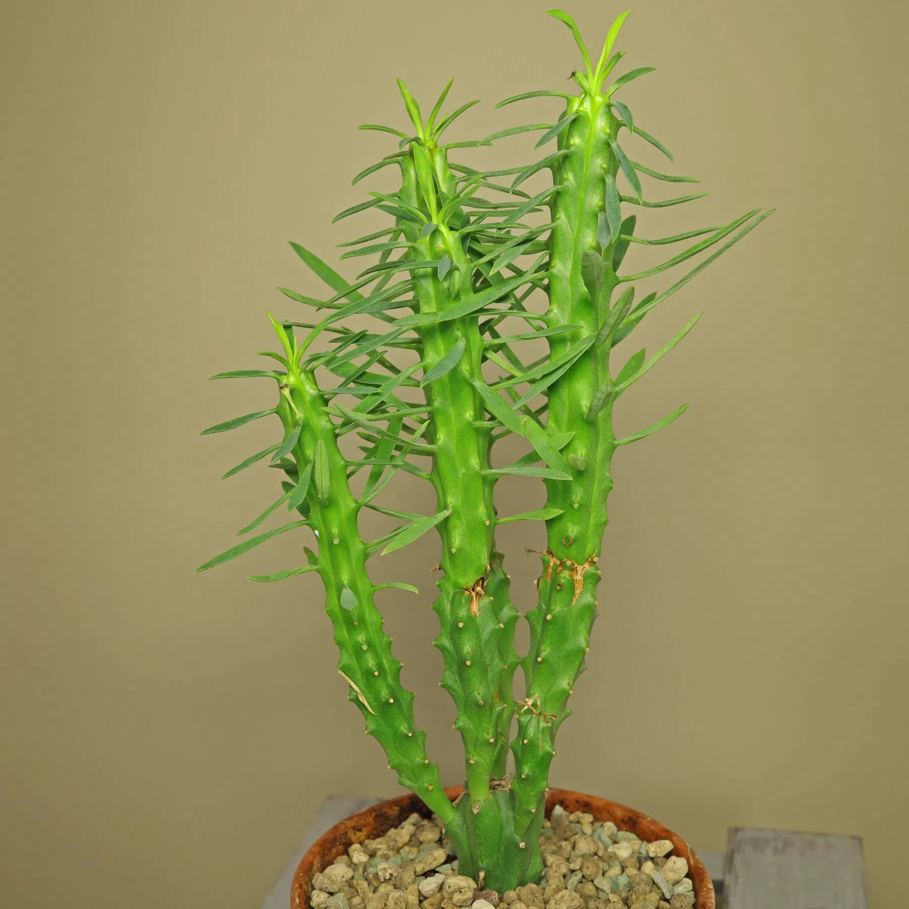 Euphorbia loricata Pflege