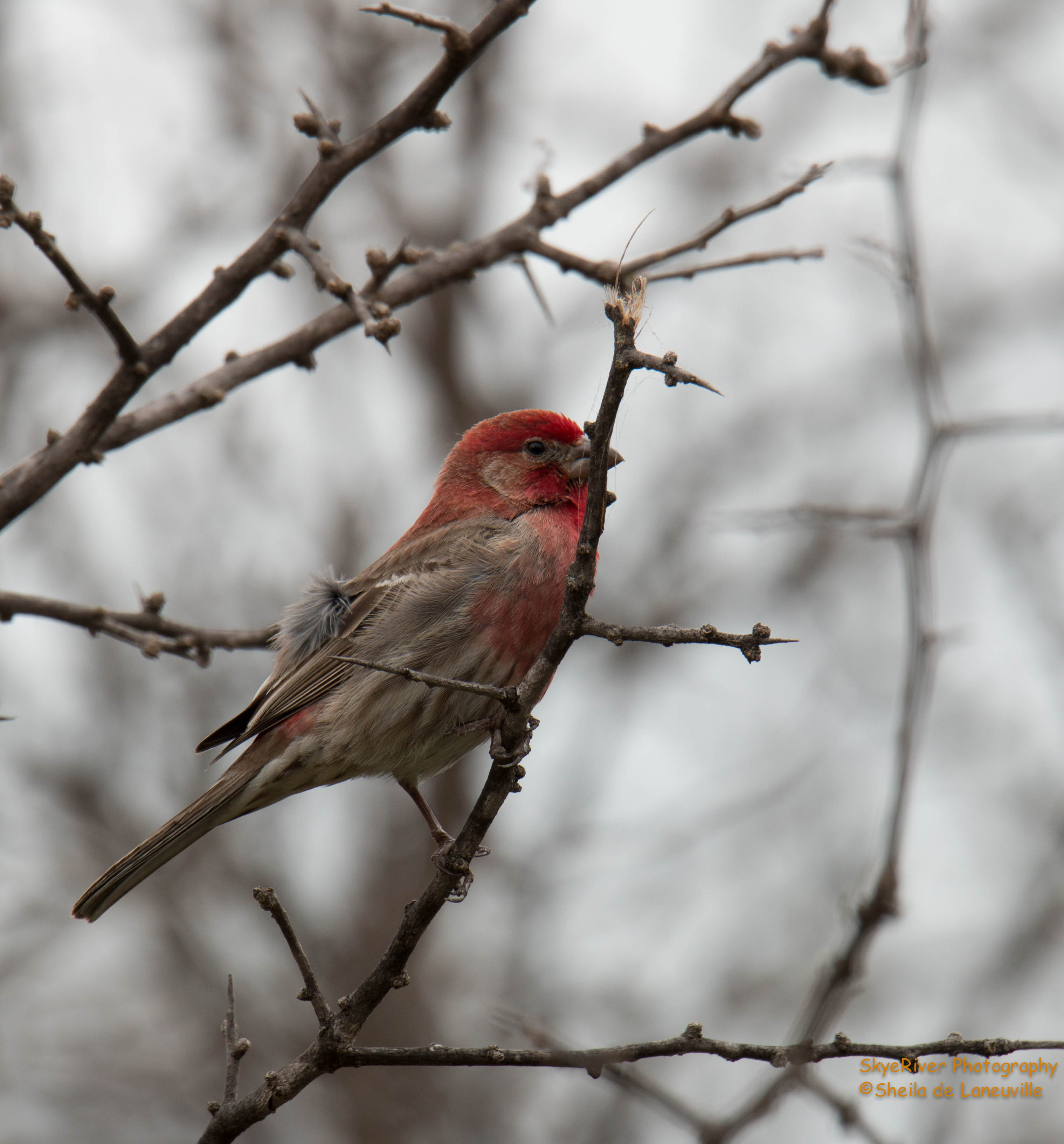 PhotosBirds Wolf Song Blog