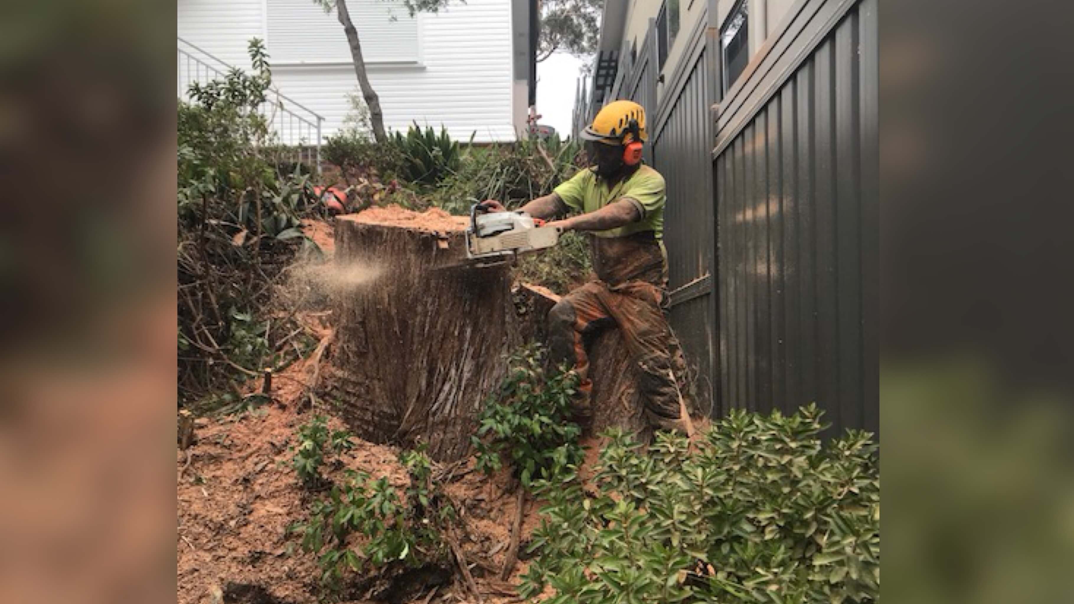 Cost of Tree Removal in Sydney Wolf Trees
