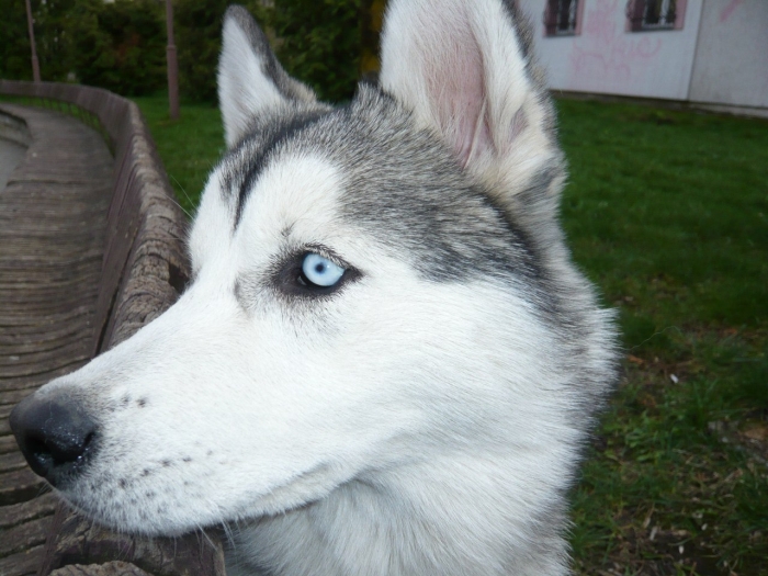 About Kennel Siberian Husky Kennel Wolfyakut