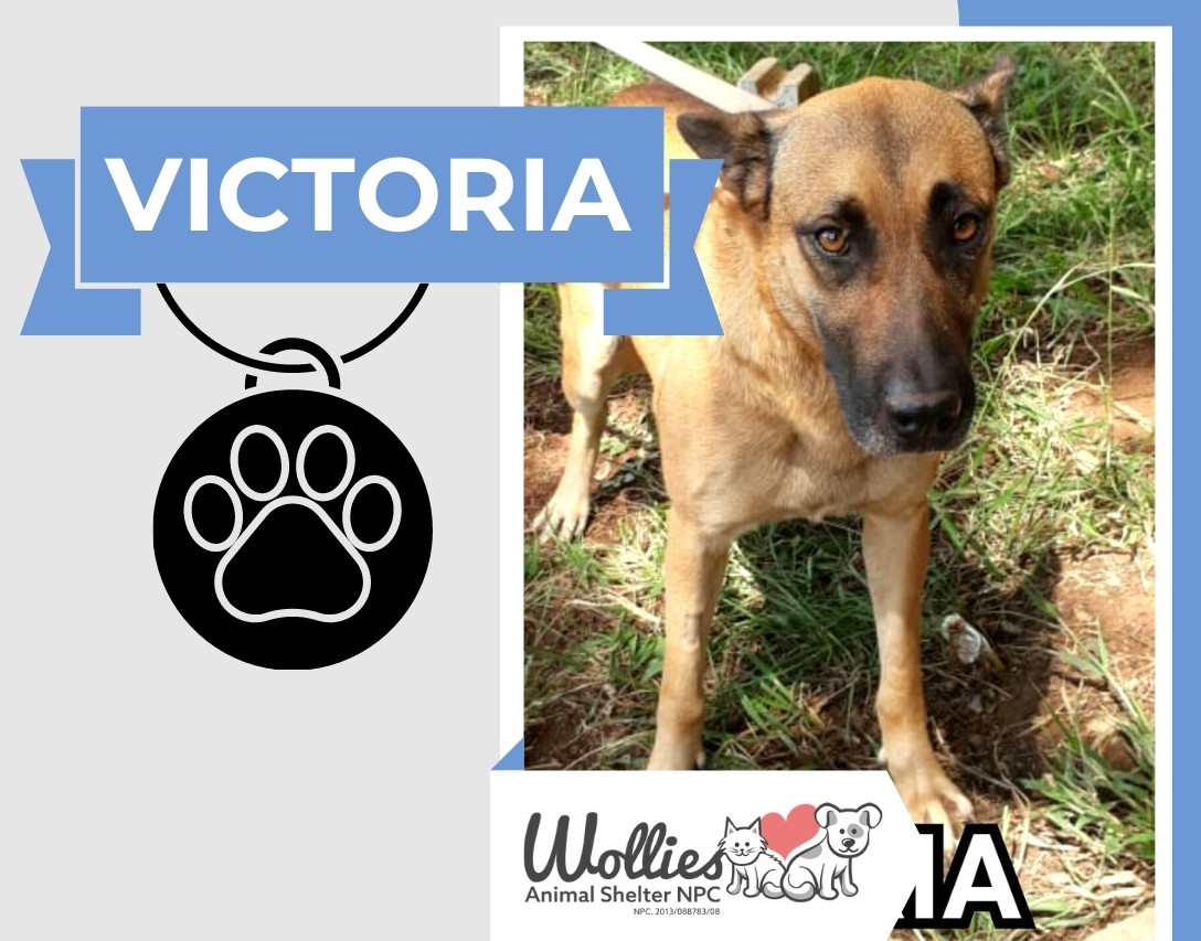 Victoria Wollies Animal Shelter