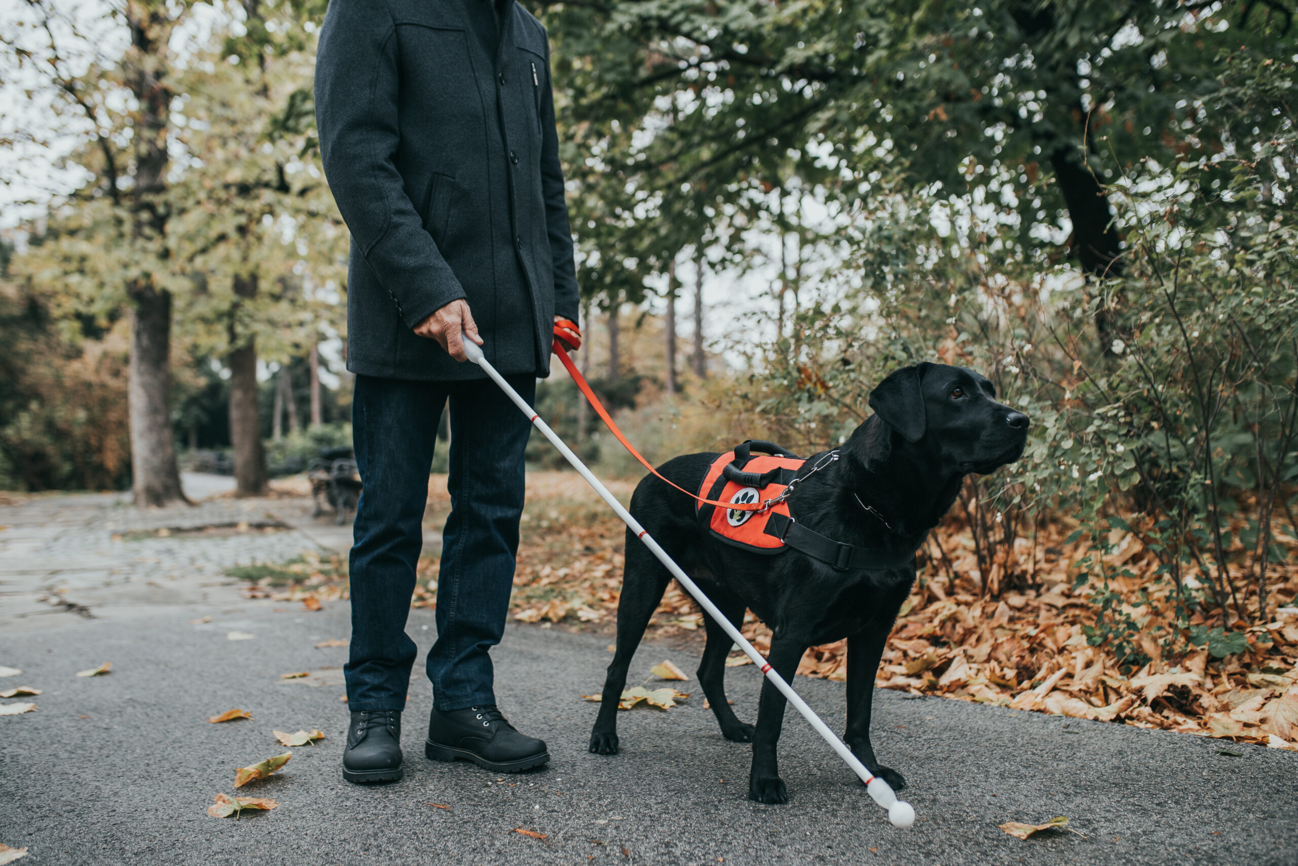 Guide dog helping blind man in park. Gmina Wołomin