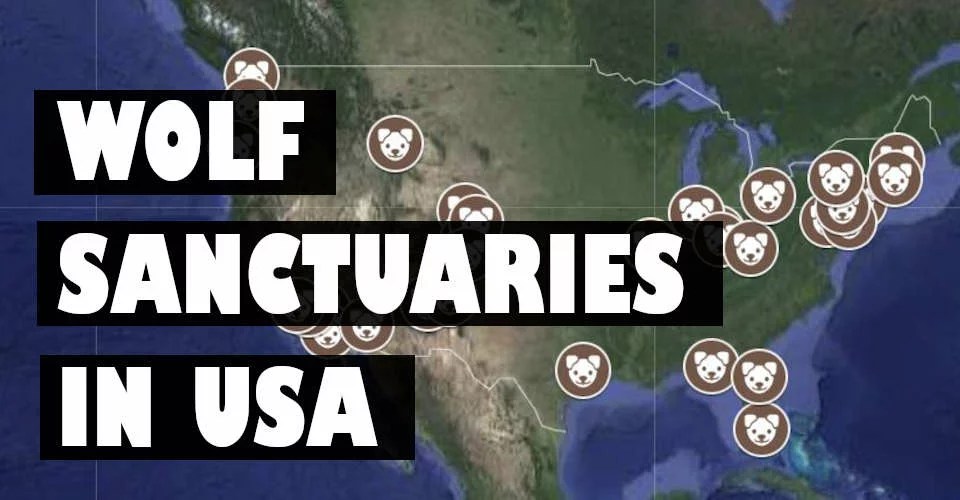 WOLF SANCTUARIES IN USA Wolves' Lair