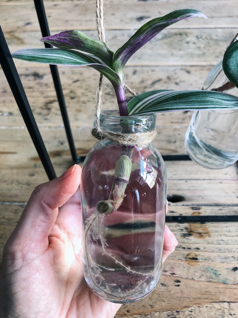Water propagation Tradescantia Wolves in London