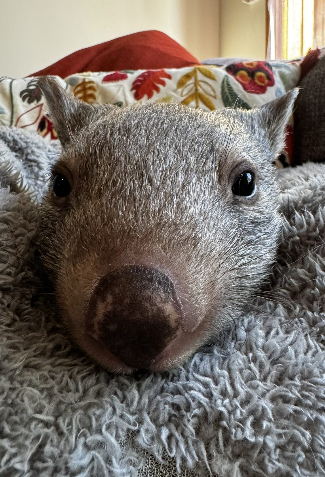 2025 Calendar Wombat Rescue