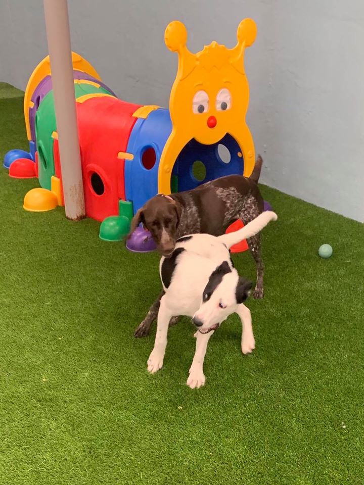About Wonago Play Doggy Daycare