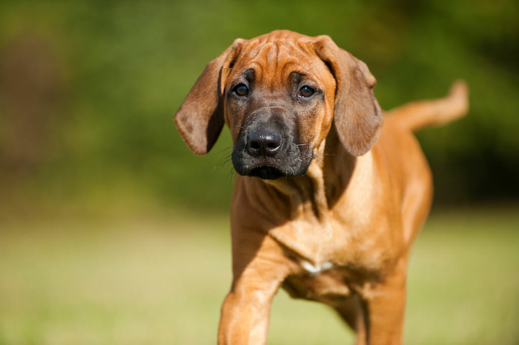 Rhodesian Ridgeback Wesen, Charakter & Haltung