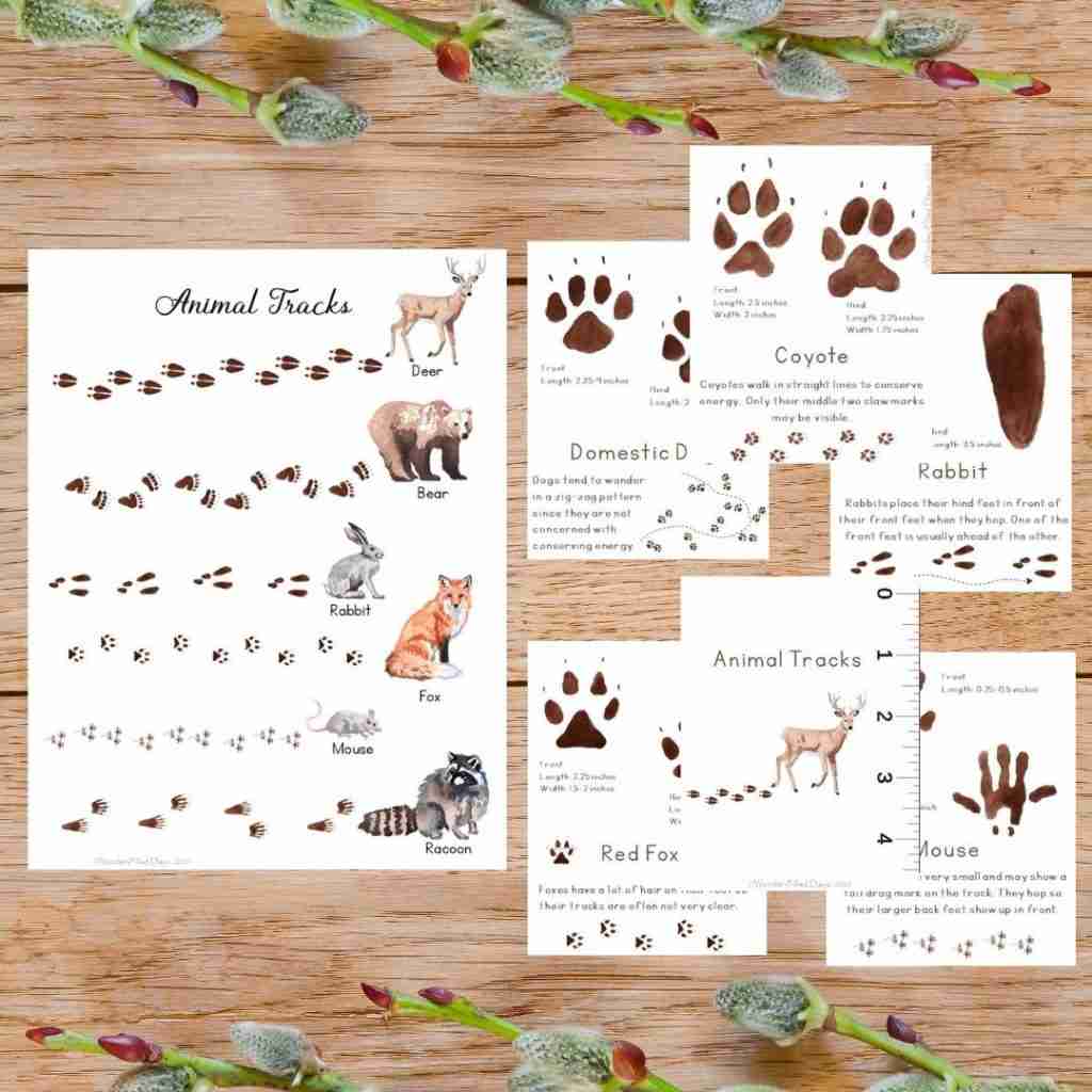 Animal Tracks Poster & Cards WonderFilled Days