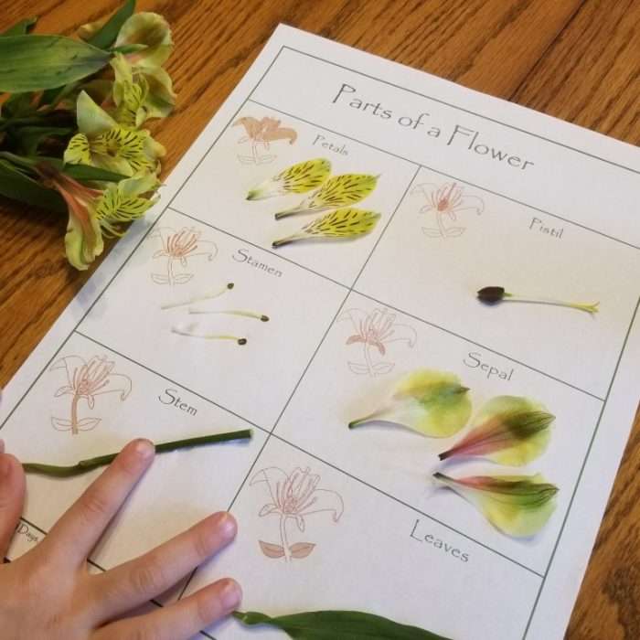 Flower Dissection Worksheet - Wonder-Filled Days